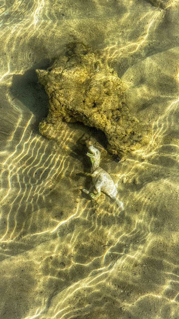 A Dinosaur Toy In The Water 