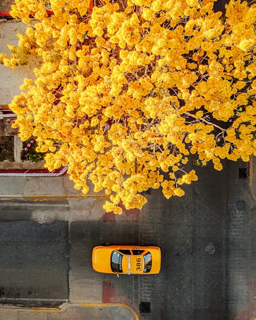 grátis Foto profissional grátis de aerofotografia, árvore amarela, flor Foto profissional
