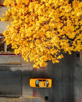 Captivating aerial shot of yellow tree and taxi in Oaxaca city street.
