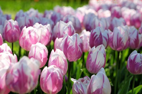 Immagine gratuita di avvicinamento, campo di fiori, fiori rosa