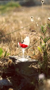 A close-up of a broken glass with a red flower on a concrete block in a dry field under sunlight.