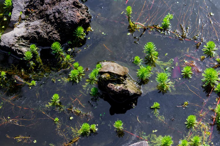 A Turtle On A Rock 