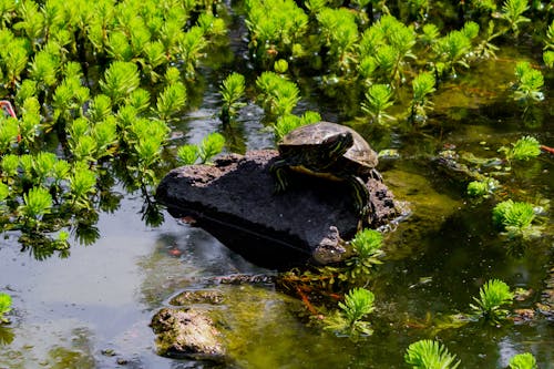 Yellow-bellied Slider Turtle on Rock Above Water