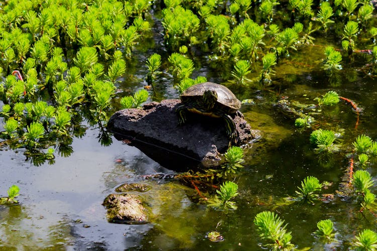 Photo Of The Painted Turtle Standing On A Stone Around Water And Green Water Milfoil