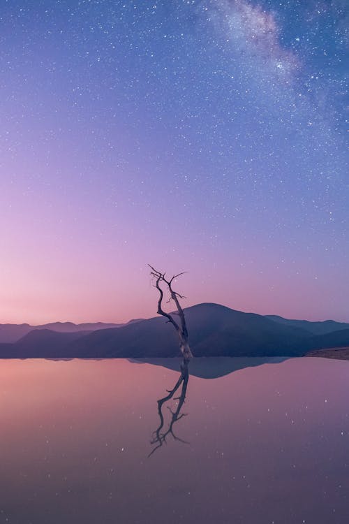 Free Landscape with Lake and Dry Tree at Dawn Stock Photo