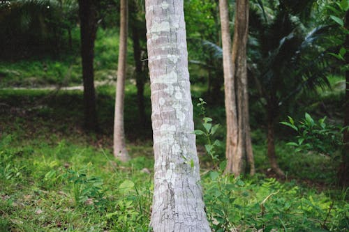 Základová fotografie zdarma na téma kmeny stromů, kůra, les