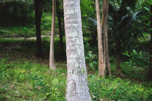 Free Close-up of diverse tree trunks in a vibrant forest environment with lush greenery. Stock Photo
