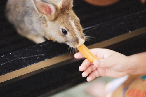 Free Cute rabbit eating a carrot offered by a child's hand, close-up. Stock Photo