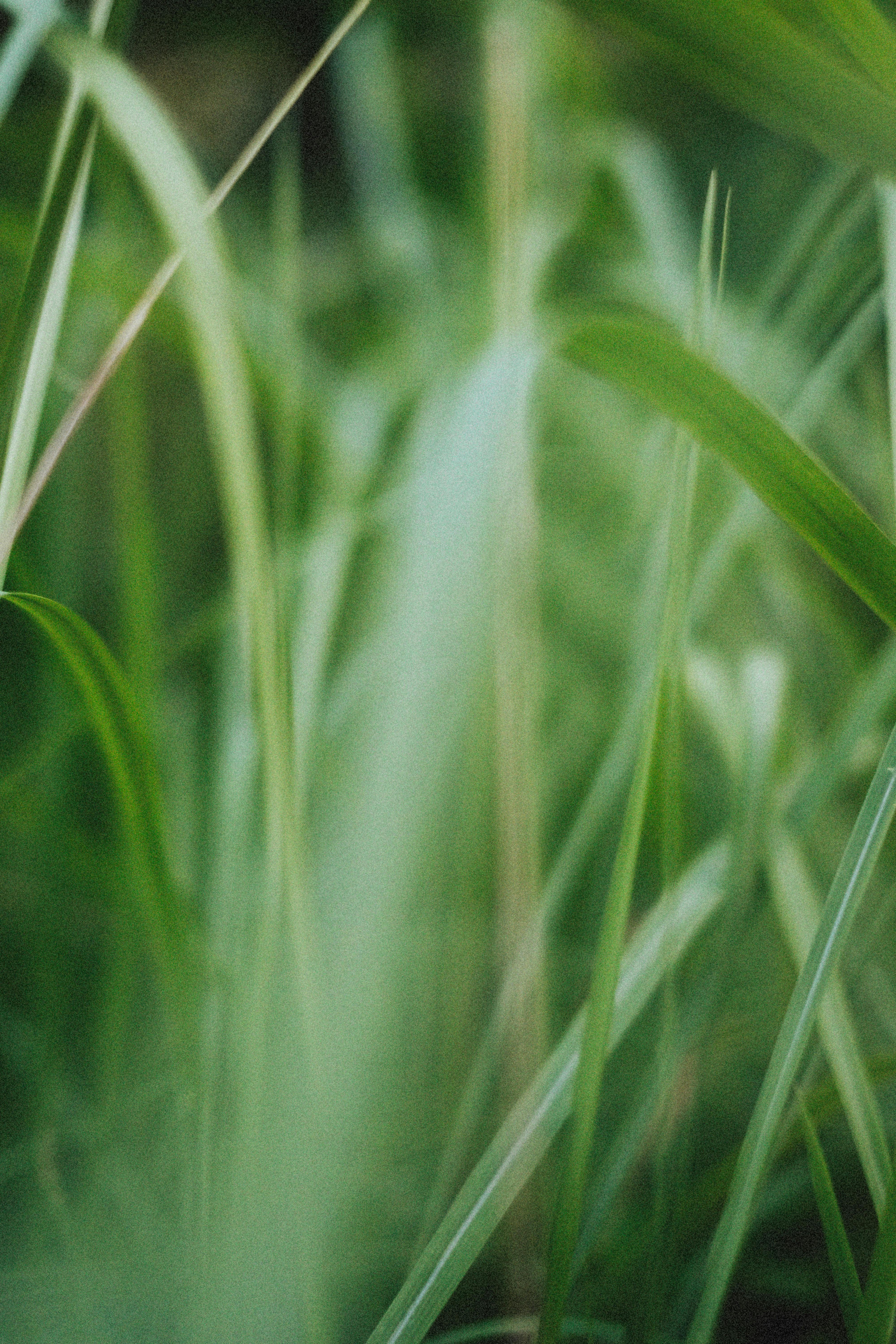 An artistic close-up shot displaying dew-kissed green grass blades, evoking serenity.