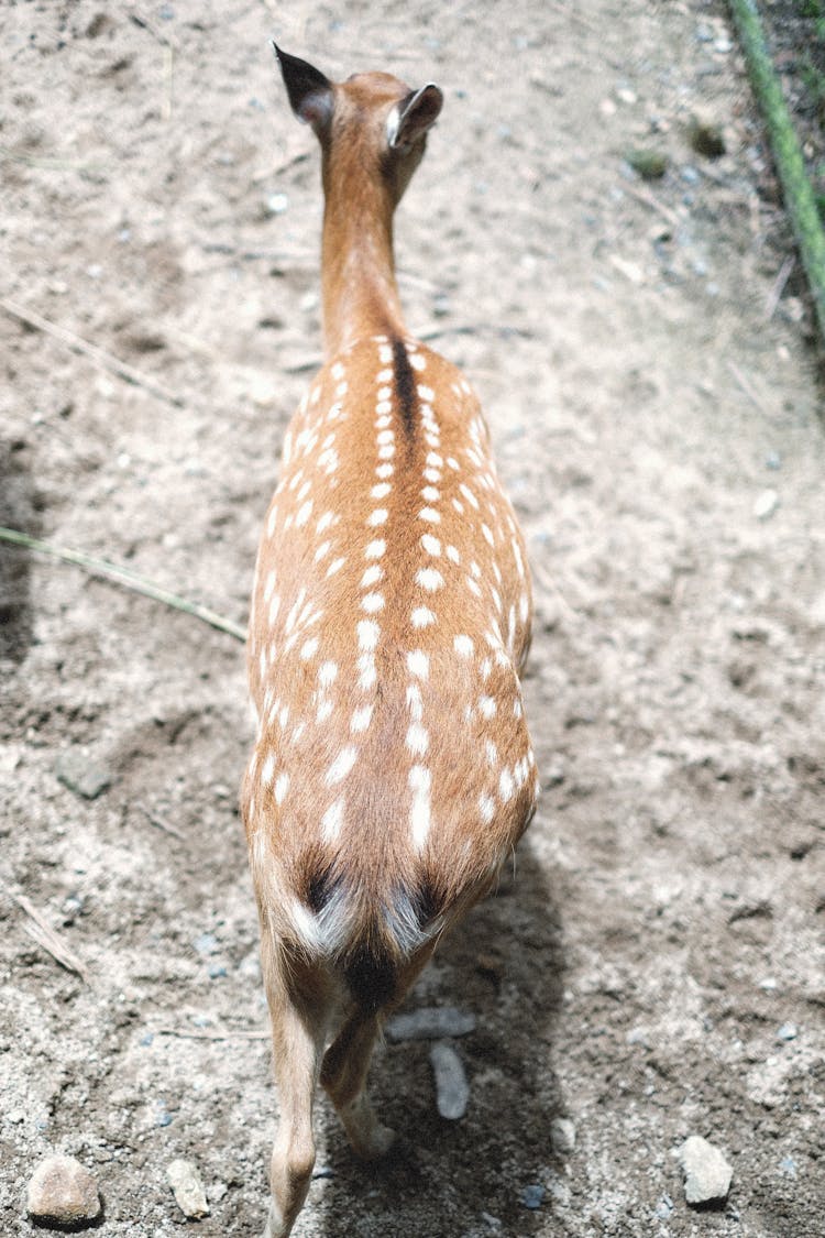 Back View Of A Walking Deer With White Spots 