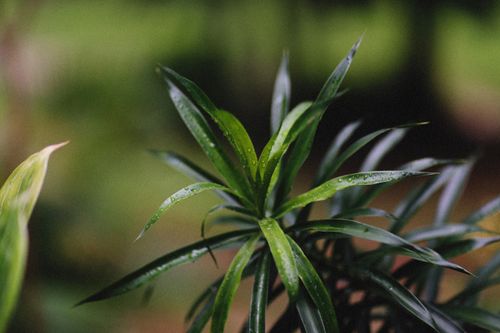 Free Detailed shot of vibrant green tropical leaves with morning dew, showcasing natural beauty. Stock Photo