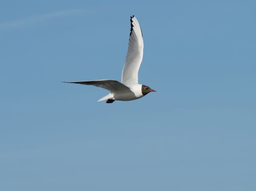 Free A Black-Headed Gull (Chroicocephalus ridibundus) mid-flight with a clear blue sky backdrop. Stock Photo