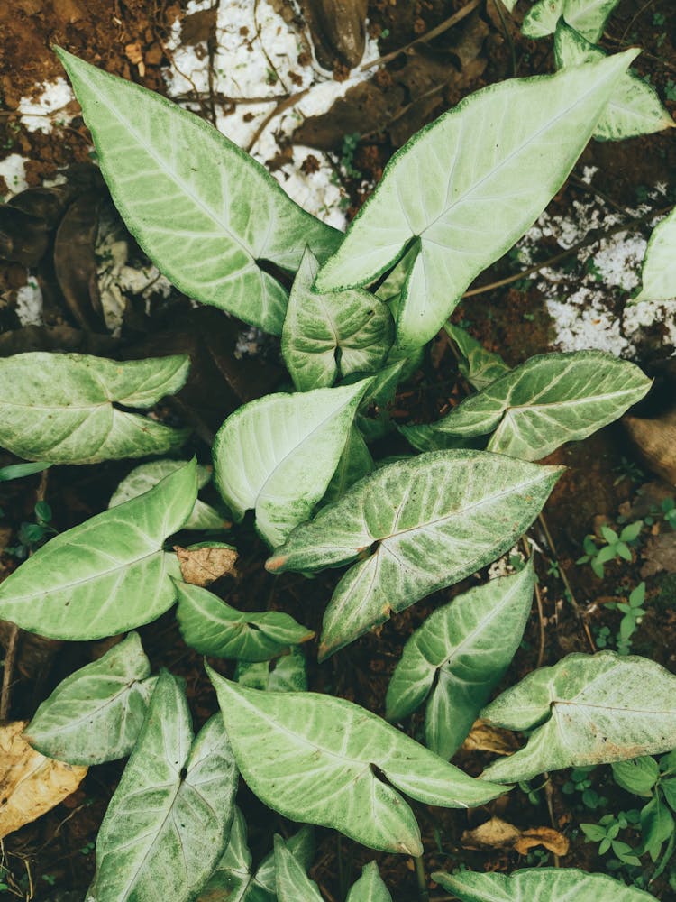 Photo Of A Syngonium Plant On A Brown Ground With Snow