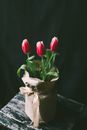 Red and White Tulips in Brown Ceramic Vase