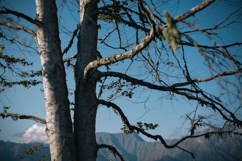 açık mavi gökyüzü, dağlar, dallar içeren Ücretsiz stok fotoğraf