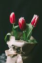 White and Red Tulips in Bloom