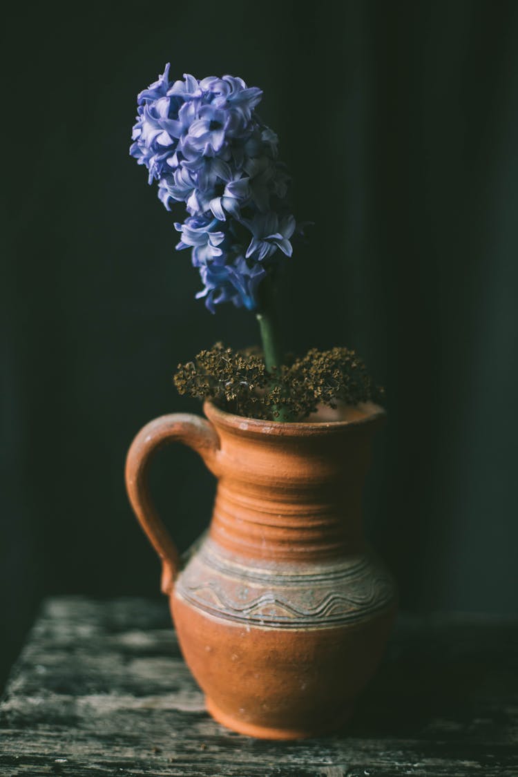 Blue Hyacinth In A Ceramic Pot