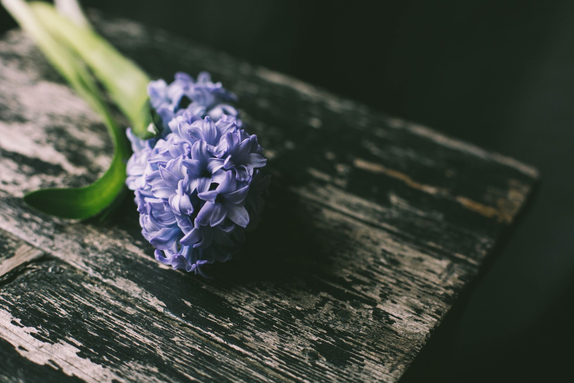 Close-up of a purple hyacinth flower resting on a vintage wooden table, showcasing natural elegance.