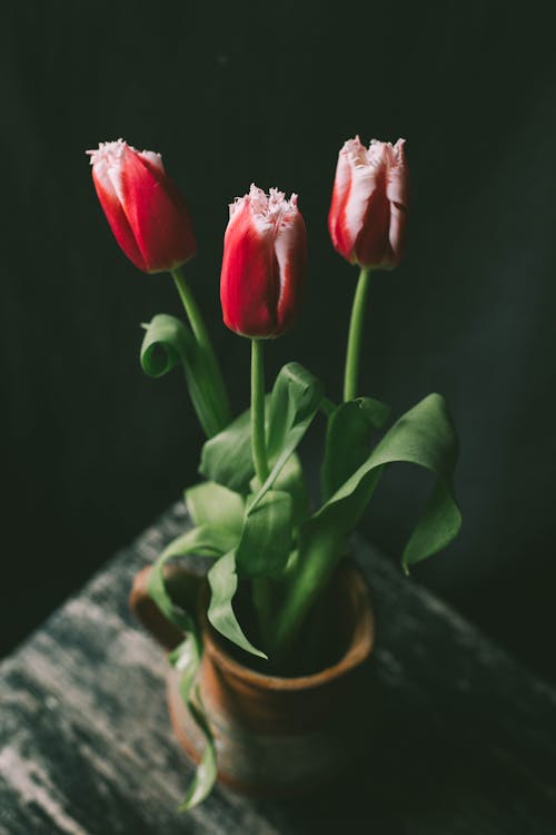 Základová fotografie zdarma na téma růžové květiny, růžové tulipány, tmavé pozadí