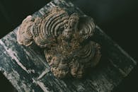 Big Turkey Tail Mushroom on Wood