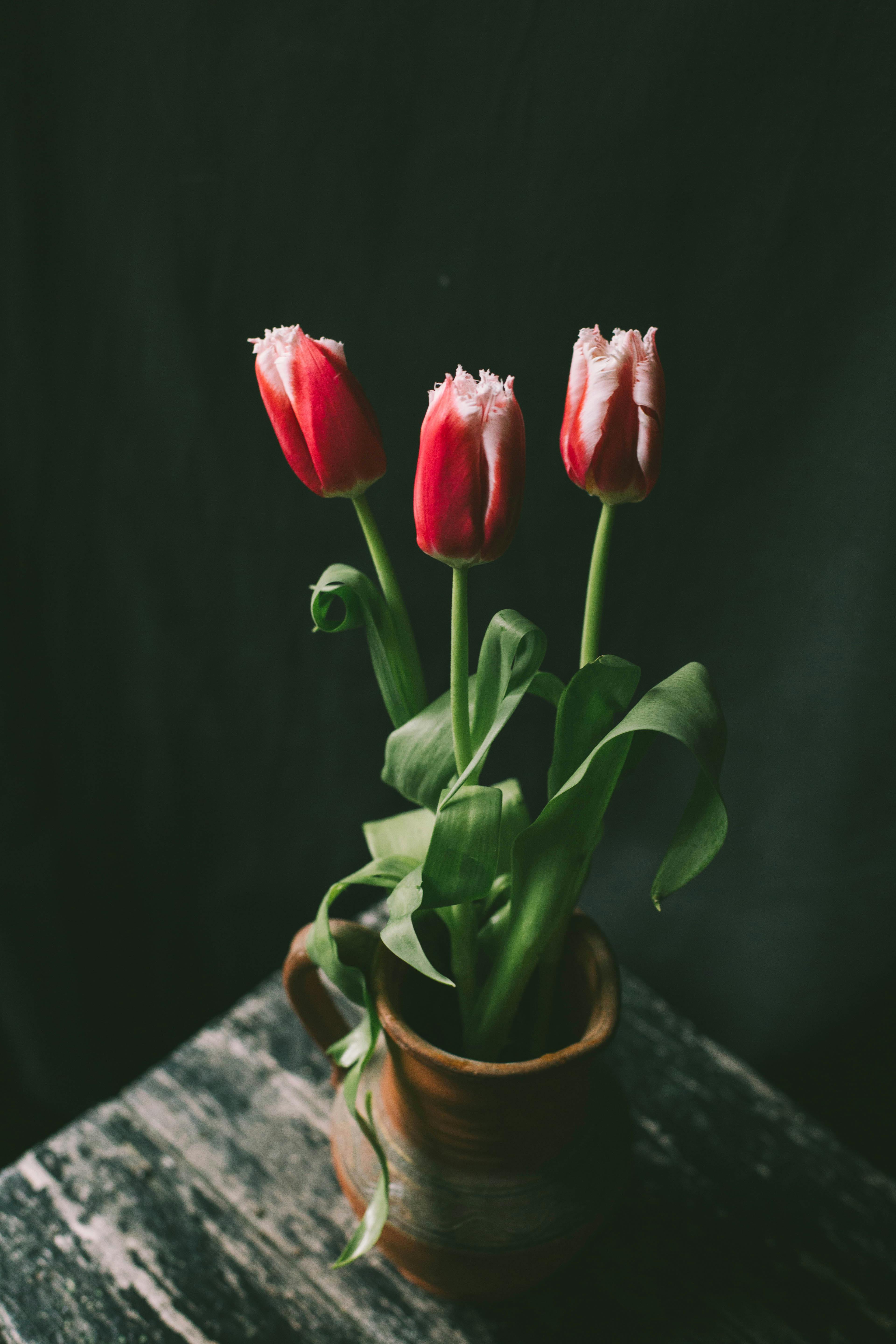 Pink Tulips in a Ceramic Pot
