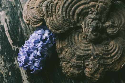 Detailed view of a blue hyacinth beside a bracket fungus on textured wood.