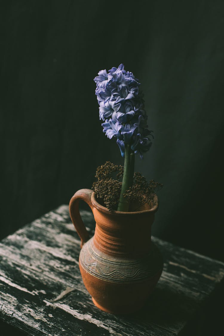 Blue Hyacinth In A Ceramic Pot