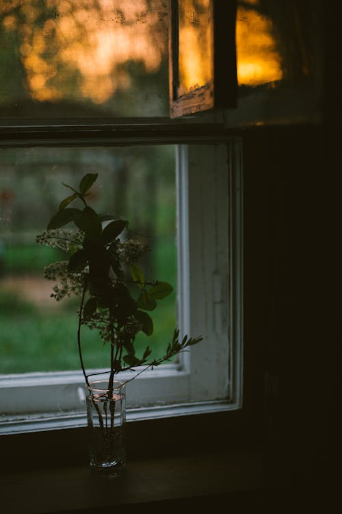 Green Plant in Clear Glass Beside Window