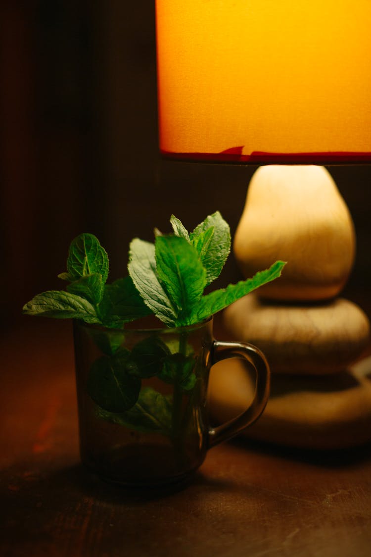 Peppermint Plant In Clear Glass Mug