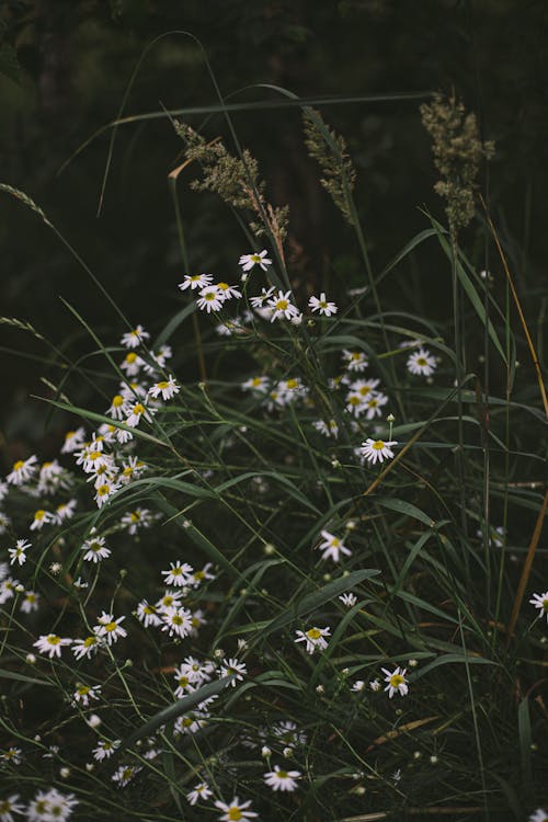 Blooming White Flowers and Green Grass