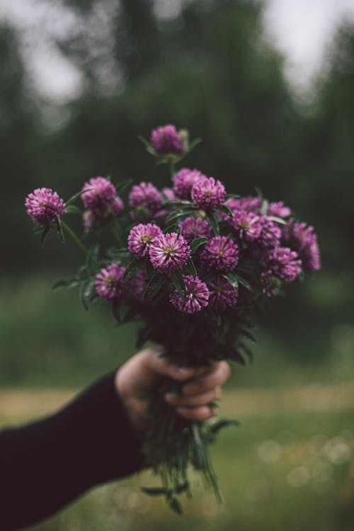 Photo of Hand Holding a Bouquet of Purple Cloves