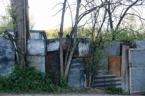 Trees around Abandoned Walls