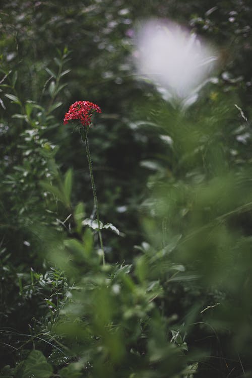 Red Flower in Tilt Shift Lens