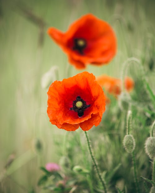 Shallow Focus of a Blooming Common Poppy