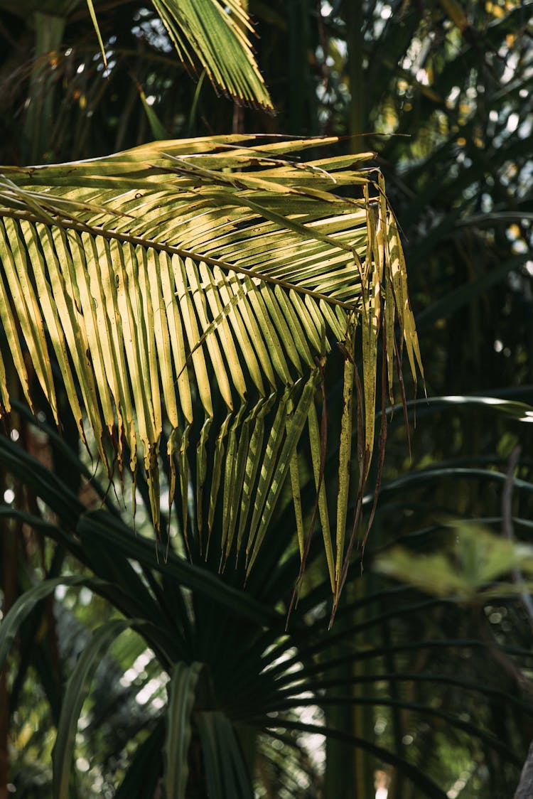 Leaves Of A Coconut Tree In Close-up Shot