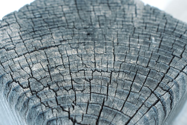 Close-up Of Tree Surface Texture