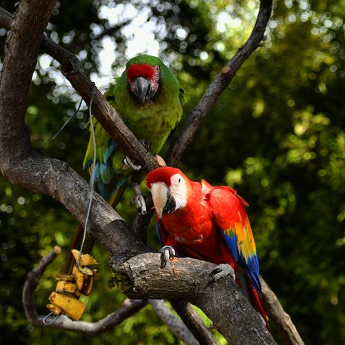 Free Los dos compadres  Stock Photo
