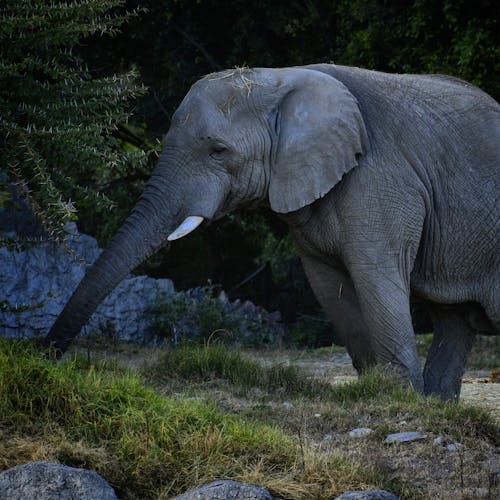 fil, hayvan, hayvan fotoğrafçılığı içeren Ücretsiz stok fotoğraf