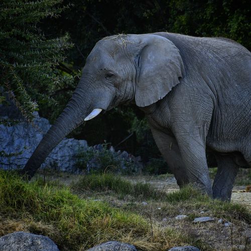 Free African elephant walking through greenery in Puebla, Mexico. Stock Photo