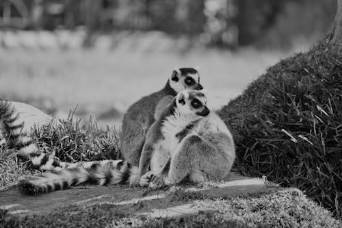 Grayscale Photo of Two Lemurs