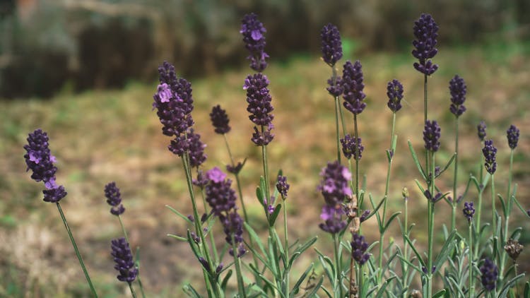 Lavender Flowers In Bloom