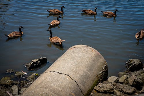 Flock of Geese Floating on Water