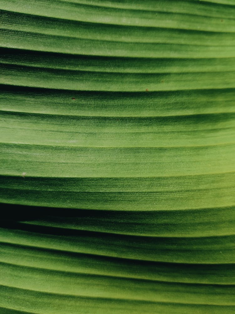 Close-up Of A Banana Leaf