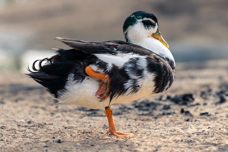 Close-Up Shot Of Magpie Duck