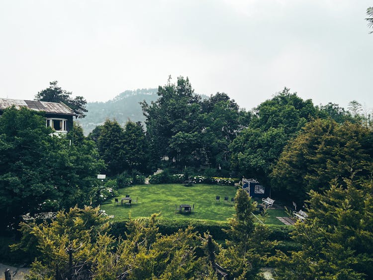 Green Trees And Green Grass On The Backyard