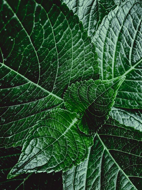 Close-Up Shot of Green Leaves