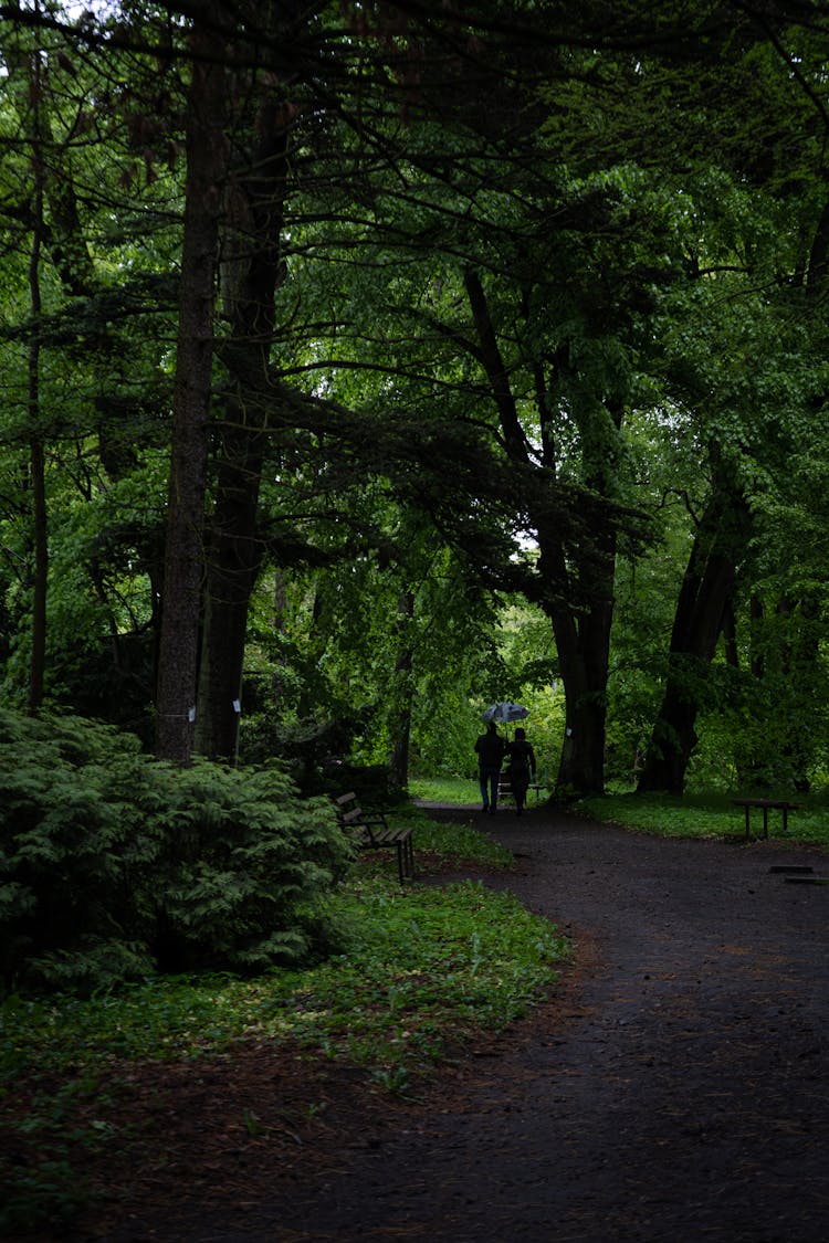 People Walking In A Park 