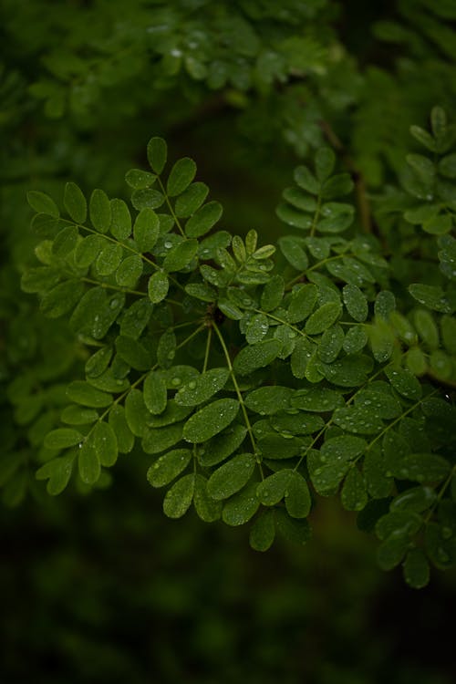 Selective Focus of Green Leaves