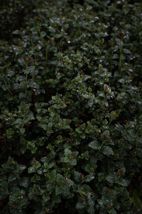 Free Dew Drops on Mint Plants Stock Photo