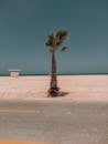 Palm Tree on Beach Shore